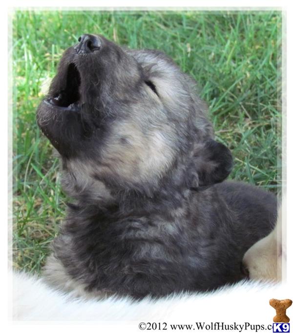 WOLFDOG PUPPIES FOR SALE - FAMILY RAISED IN UTAH, CA , NC